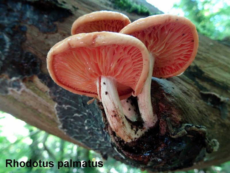 Rhodotus palmatus-amf1616-1.jpg - Rhodotus palmatus ; Syn1: Pleurotus palmatus ; Syn2: Gyrophila palmata ; Non français: Rhodotus veiné